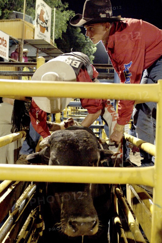 Australia, Northern Territory, Darwin, Darwin Rodeo - the rider is being tied to the bull.