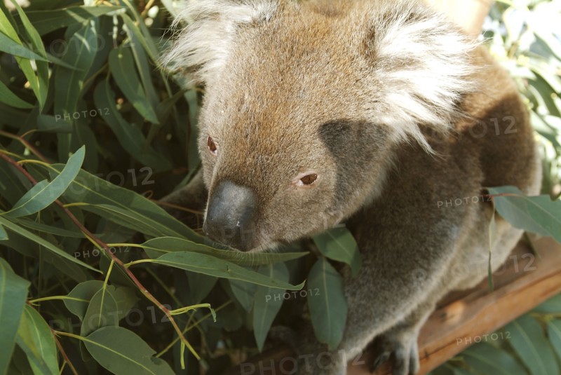 Australia, Western Australia, Perth, Koala Bear in Whiteman petting zoo.