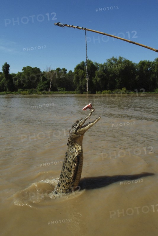 Australia, Northern Territory, Darwin, Saltwater Croc - Crocodilus Crocodilus leaping out of Mart River.
