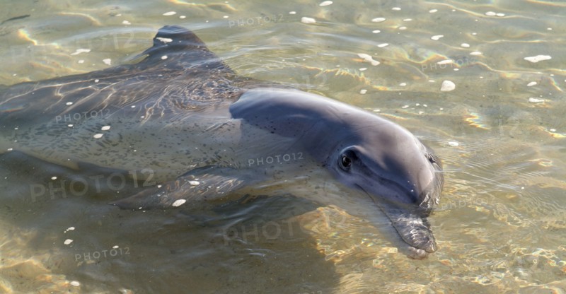 Australia, Western Australia, Monkey Mia, "Tame wild dolfins come in to be fed at monkey Mia Sanctuary, Shark Bay."