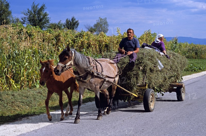 BULGARIA, Dobarsko, Couple travelling on horse drawn grass laden cart