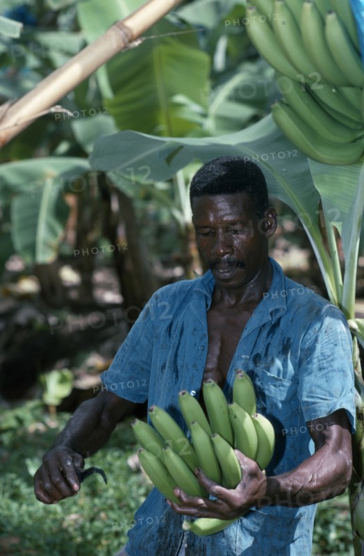 ST LUCIA, River Dorée, Man cutting bunch of bananas on plantation.