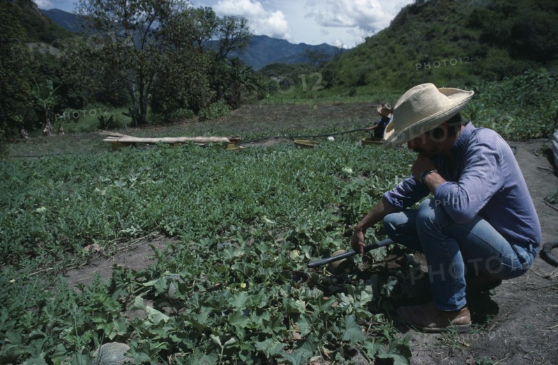 ECUADOR, Loja, Agriculture, Men using small scale irrigation system on water melon crop.