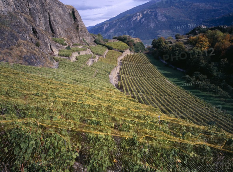 SWITZERLAND, Valais , Sion, Small vineyard between the ruined fort of Tourbillon and Chateaude de Valere in the Rhone Valley.