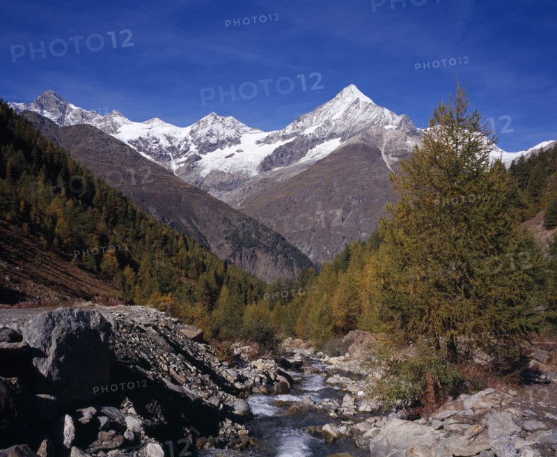 SWITZERLAND, Valais, Weisshorn Mountain, River Taschbach with the Snow capped Weisshorn  Mountain 4506metres (14757ft ) on skyline. Trees in autumn colours.