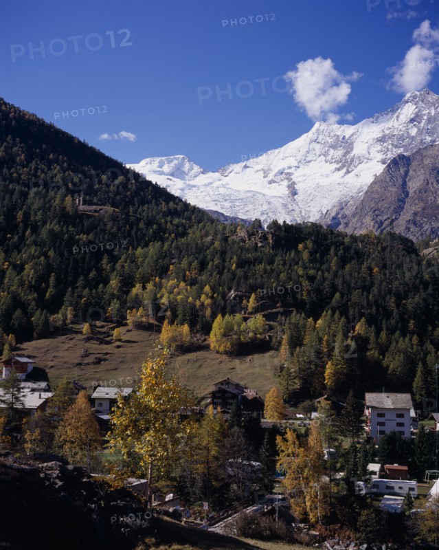 SWITZERLAND, Valais, Saas-Fee,  Village surrounded by trees in autumn colours with snow covered Mischabel Ridge in the background