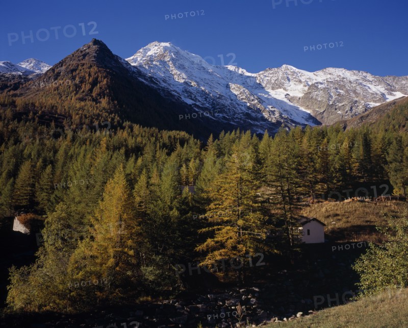 SWITZERLAND, Valais, Fletschorn Mountain, View west from Simplon Pass with trees in autumn colours towards snow covered Fletschhorn Mountain 3993metres 13072ft )