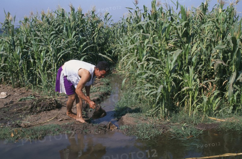 EGYPT, Nile Delta, Man digging irrigation channel between crops