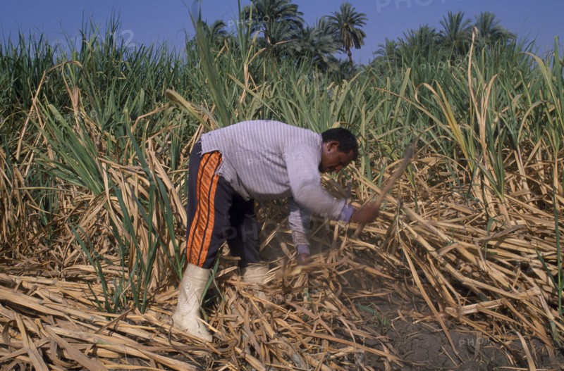 EGYPT, Nile Valley, Luxor, Sugar Harvest.  A man working amongst crop