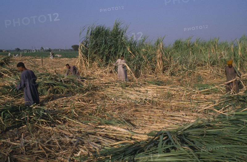 EGYPT, Nile Valley, Luxor, Sugar Harvest. Men working amongst crop