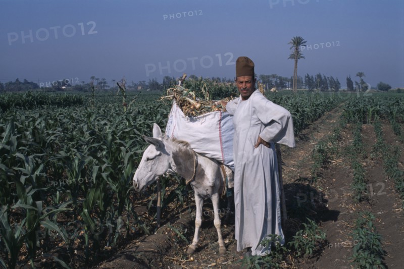 EGYPT, Nile Delta, Onion Harvest . Man standing next to donkey loaded with onions.