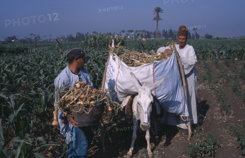 EGYPT, Nile Delta, Onion Harvest. Two men loading onions onto a donkey