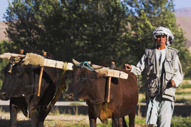 AFGHANISTAN, Bamiyan Province, Bamiyan, Man threshing with oxen