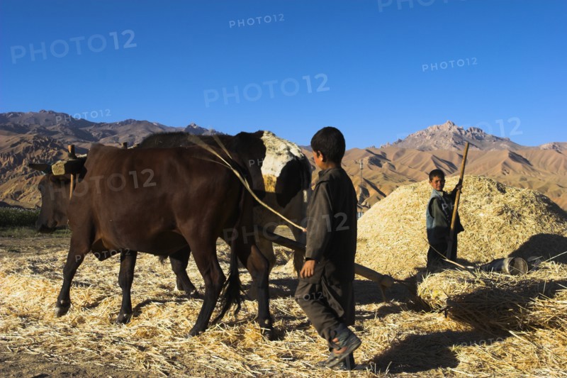 AFGHANISTAN, Bamiyan Province, Bamiyan, Boy threshing with oxen