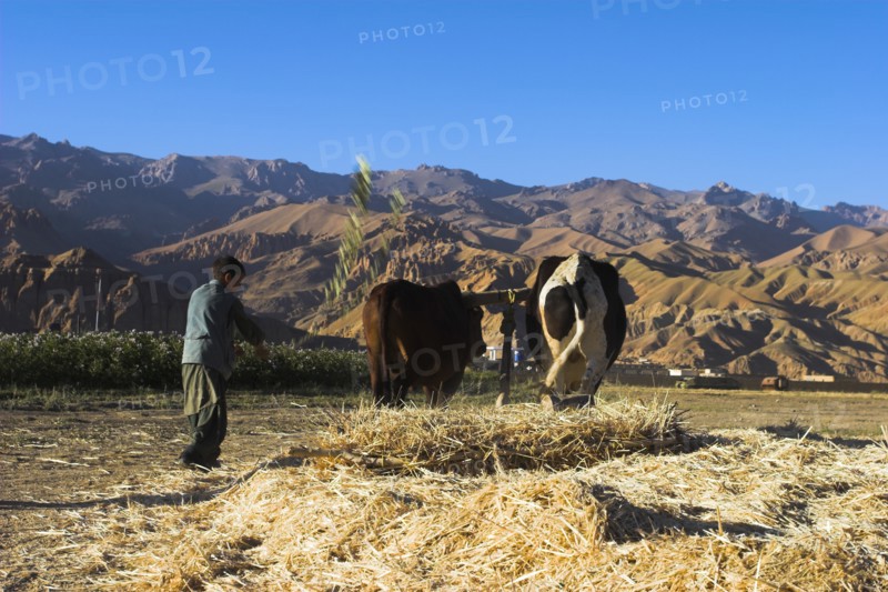 AFGHANISTAN, Bamiyan Province, Bamiyan, Boys threshing with oxen