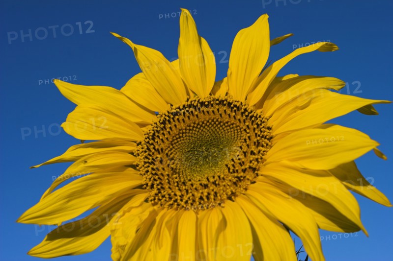 AFGHANISTAN, Bamiyan Province, Bamiyan, Sunflower