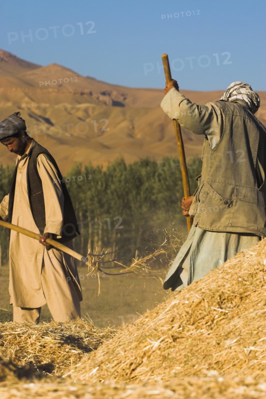 AFGHANISTAN, Bamiyan Province, Bamiyan, Men threshing