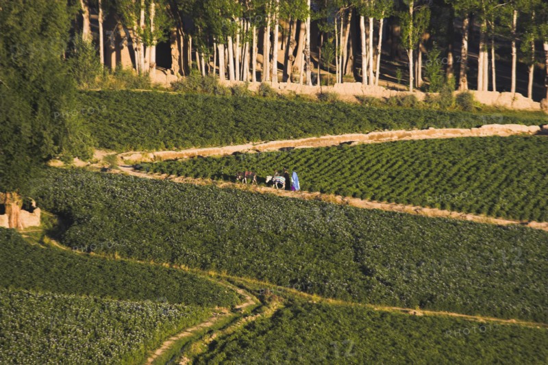 AFGHANISTAN, Bamiyan Province, Bamiyan, People walk with donkey along path through fields in the early morning