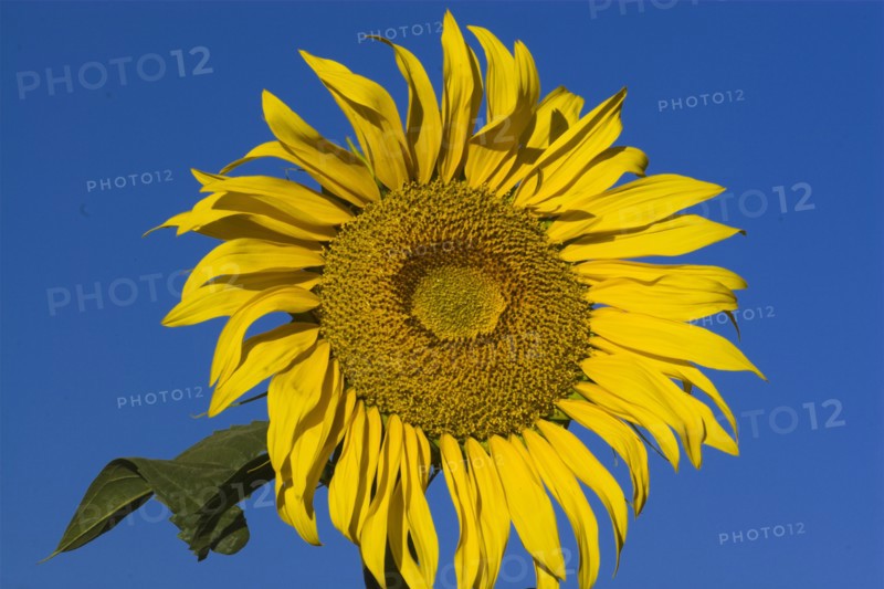 AFGHANISTAN, Bamiyan Province, Bamiyan, Sunflower