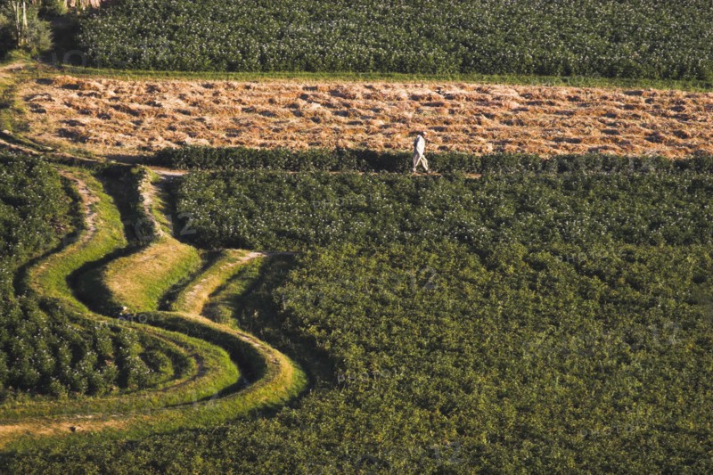 AFGHANISTAN, Bamiyan Province, Bamiyan, Man walks along path through fields in the early morning