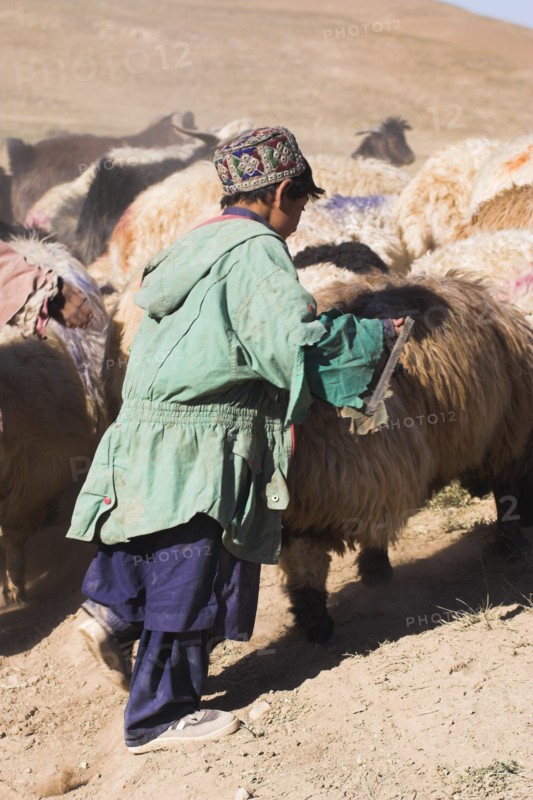 AFGHANISTAN, between Chakhcharan and Jam, Agriculture, Shepard boy tending his flock