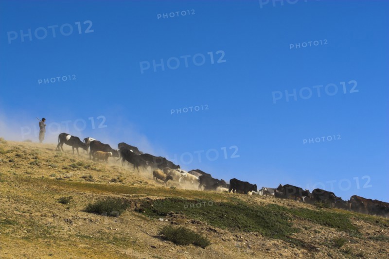 AFGHANISTAN, Between Chakhcharan and Jam, Agriculture, Herding goats and cows