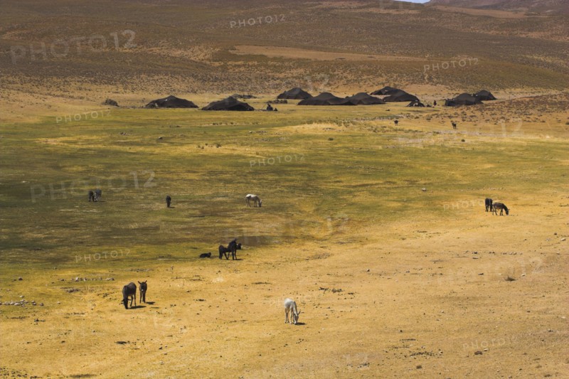 AFGHANISTAN, Desert, Aimaq nomad camp between Chakhcharan and Jam