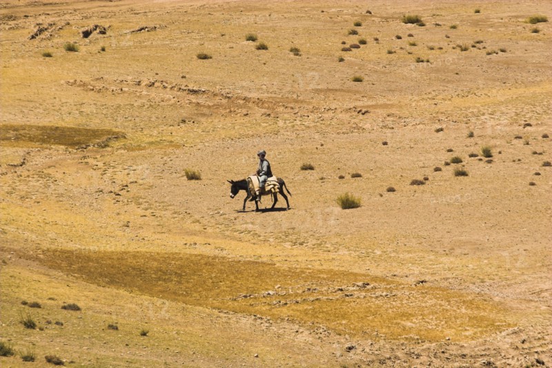 AFGHANISTAN, , Shepard with sheep between Chakhcharan and Jam