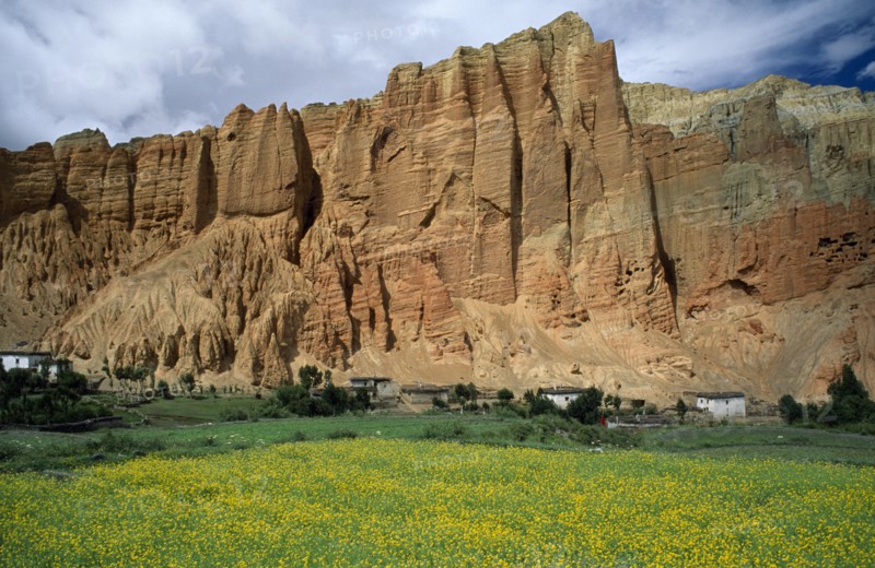 NEPAL, Mustang, Drakhmar, "Summer landscape with valley field filled with yellow flowers in foreground, white adobe buildings behind and backdrop of orange eroded cliffs."