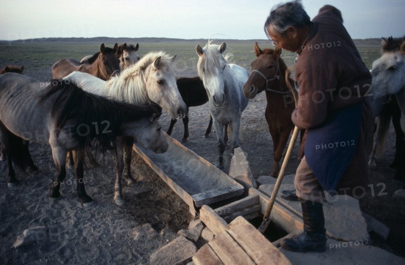 MONGOLIA, South Gobi, Agriculture, Man drawing water from well to water horses waiting beside metal trough.