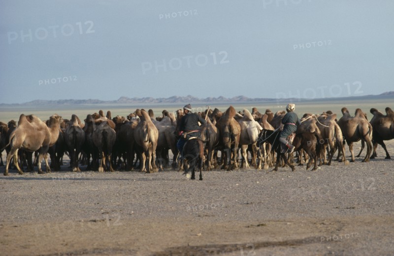 MONGOLIA, South Gobi, Agriculture, "Mongolian herdsman and woman on horses herding camels in dry, open landscape. "