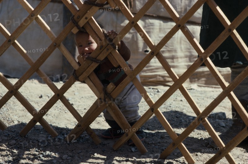 MONGOLIA, South Gobi, Children, Toddler looking out through lattice framework of yurt.