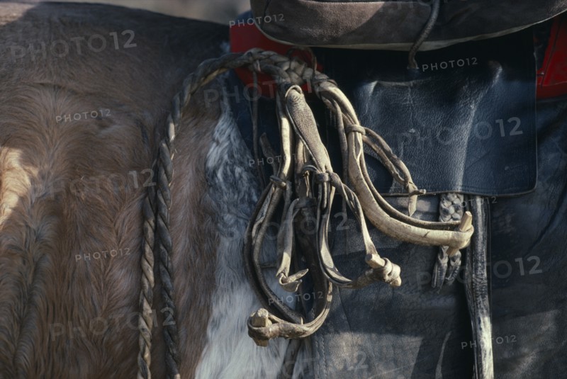MONGOLIA, Animals, Close cropped view of hobbles tied to saddle of pony.