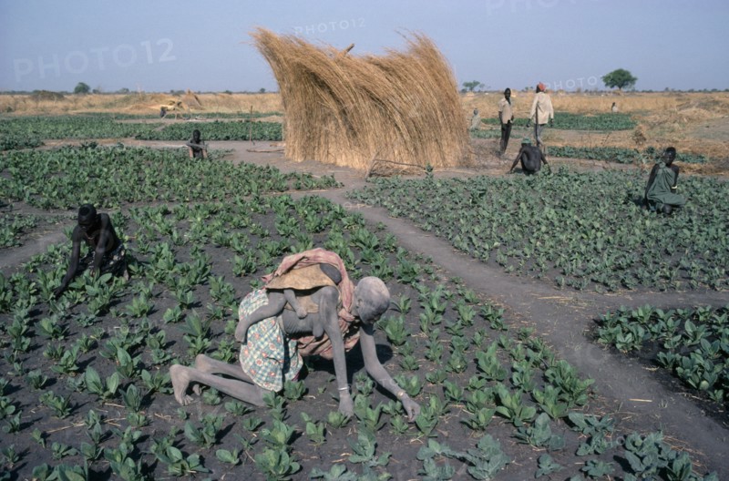 SUDAN, Agriculture, Farming, "Dinka tending tobacco crop, woman carrying child on her back in foreground."
