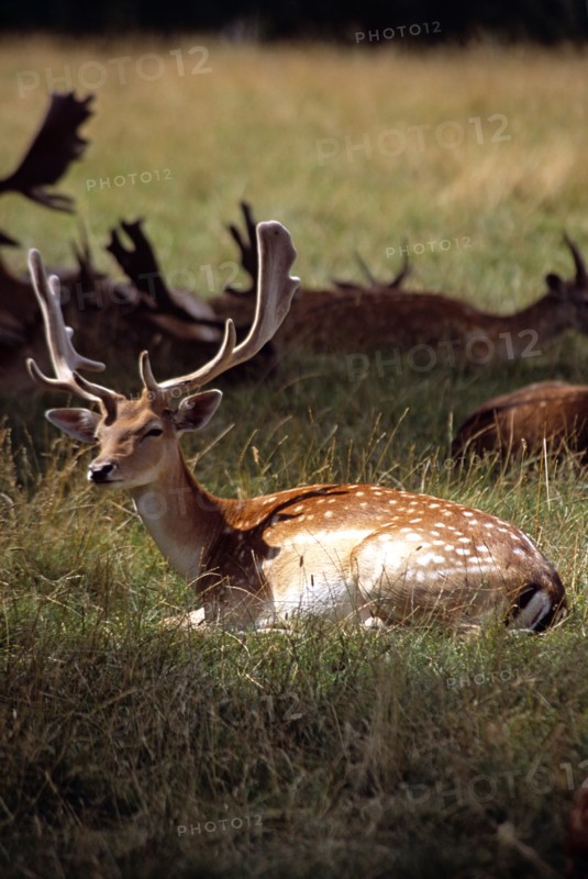 ENGLAND, Warwickshire, Warwick, "Fallow deer sitting, Charlecote Park"