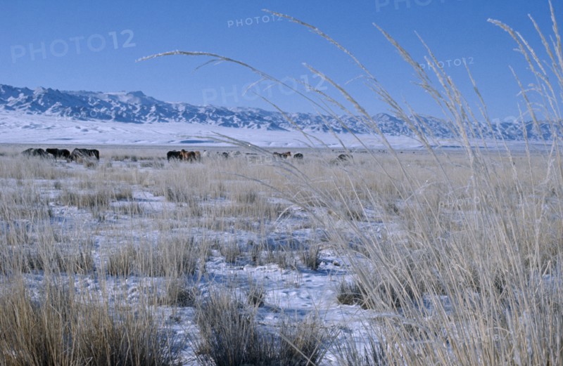 MONGOLIA, Gobi Desert, "Mid-winter on Bigersum negdel collective. Dried clusters of grass, remains of summer pasture protrude through overlying snow. Herd of yaks and Altai mountains in background. East Asia Asian Equestrian Mongol Uls Mongolian Scenic "