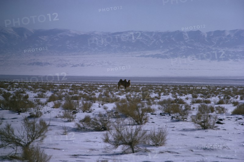 MONGOLIA, Mongolian Steppes, Mid-winter in snow-covered scrubland on the edge of the Gobi desert with a solitary camel and Altai mountains in background