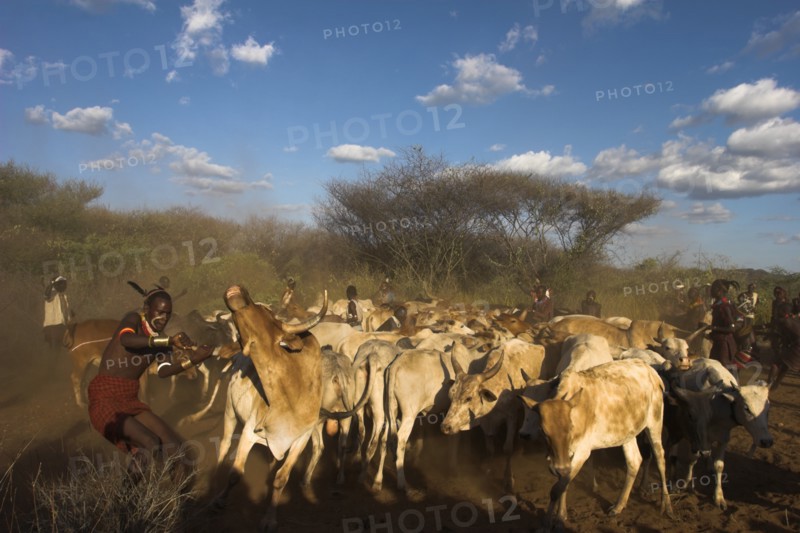 ETHIOPIA, Lower Omo Valley, Tumi, "Hama Jumping of the Bulls initiation ceremony, manovering the cows and bulls into place ready for the jumpin"
