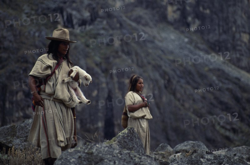 COLOMBIA, Sierra Nevada de Santa Marta, Ika, Ika shepherd in traditional wool&cotton manta cloak  carrying newly born lamb walking beside his young sister on mountain pastures high in the Sierra Nevada de Santa Marta. Arhuaco Aruaco indigenous tribe American Colombian Colombia Hispanic Indegent Latin America Latino Scenic South America  Arhuaco Aruaco indigenous tribe American Colombian Columbia Hispanic Indegent Latin America Latino Scenic South America Farming Agraian Agricultural Growing Husbandry  Land Producing Raising Immature Agriculture Classic Classical Historical Older Young Unripe Unripened Green