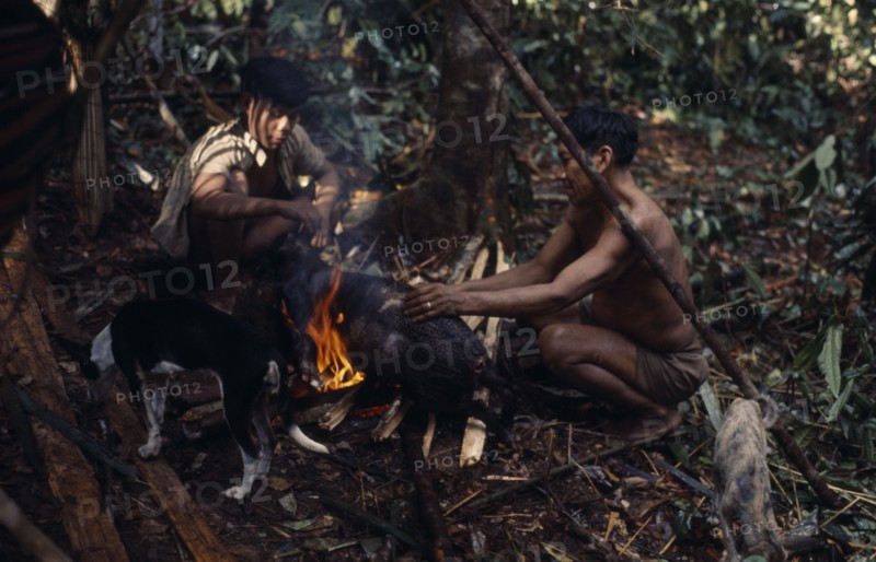 COLOMBIA, North West Amazon, Vaupes, Maku hunters with dog  singeing hair from carcass of wild boar over open fire. indigenous tribe indian nomadic American Colombian Columbia Hispanic Indegent Latin America Latino South America Vaupes Vaupes