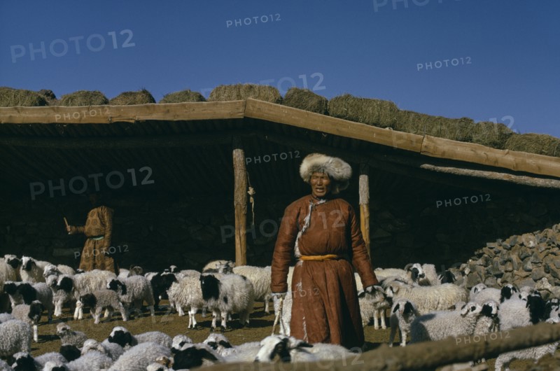 MONGOLIA, Agriculture, Khalkha winter sheep camp. Shepherd and daughter separating out lambs from sheep in pen in front of shelter with bales of fodder stored on sloping roof. East Asia Asian Mongol Uls Mongolian