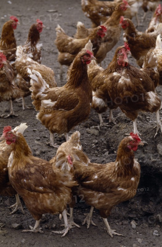 AGRICULTURE, Farming, Poultry, Free Range chickens.