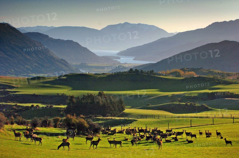 NEW ZEALAND, SOUTH ISLAND, OTAGO, "ARROWTOWN, VIEW OF A HERD OF DEER ON FIELDS AT CROWN TERRACE NEAR ARROWTOWN WITH LAKE WAKATIPU AND MOUNT NICHOLAS (CENTRE) IN THE DISTANCE."