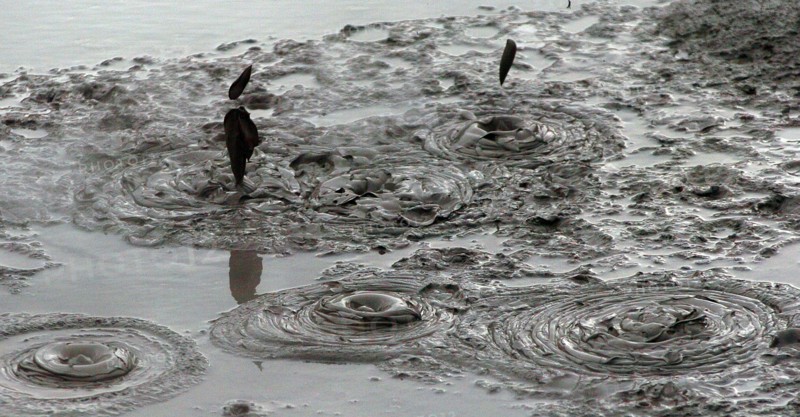 NEW ZEALAND, NORTH ISLAND, ROTORUA, BOILING MUD POOLS OF WHAKAREWAREWA THERMAL VILLAGE.