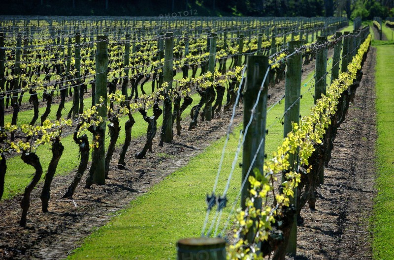NEW ZEALAND, NORTH ISLAND, HAWKES BAY, "NAPIER, GENERAL VIEW OF VINES IN A VINEYARD EARLY IN THEIR GROWTH ALONG CHURCH ROAD IN THE TARRADALE DISTRICT ."