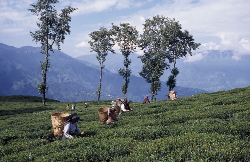 INDIA, West Bengal, Darjeeling, Tea pickers working on hilltop plantation putting picked leaves in woven baskets carried on their backs.