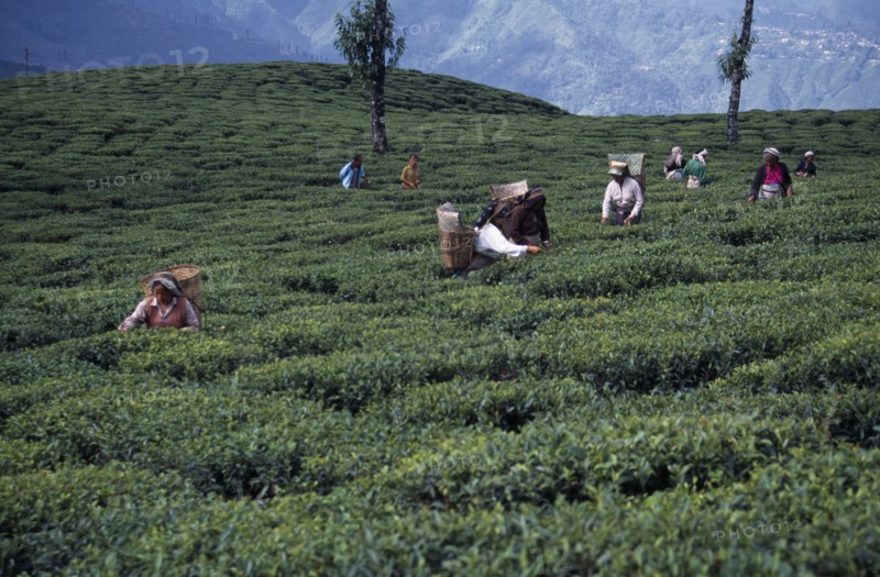 INDIA, West Bengal, Darjeeling, Tea pickers working on hilltop plantation putting picked leaves in woven baskets carried on their backs.