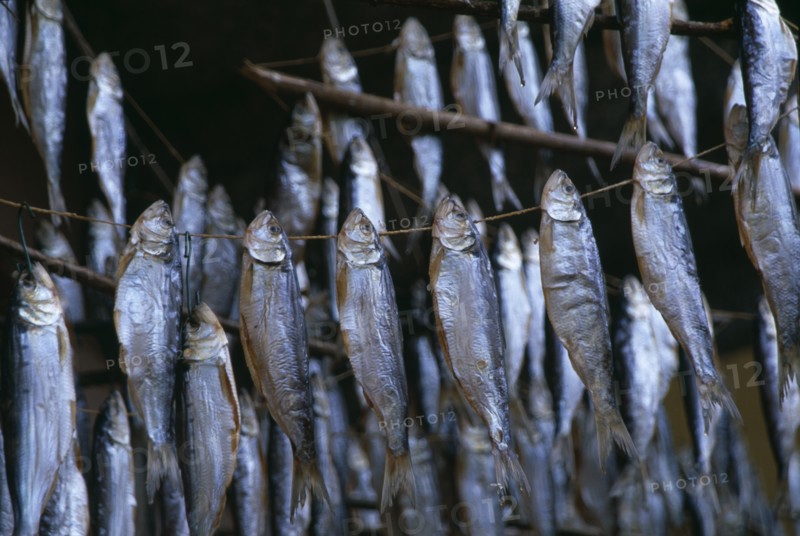 ITALY, Lombardy, Sala Comacina, Mackerel drying on lines in fishing village on Lake Como.