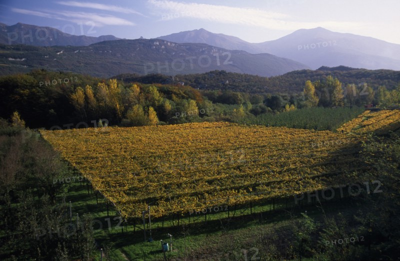 ITALY, Trentino-Alto Adige, Lake Garda Area, Vineyards in Autumn landscape near Arco.