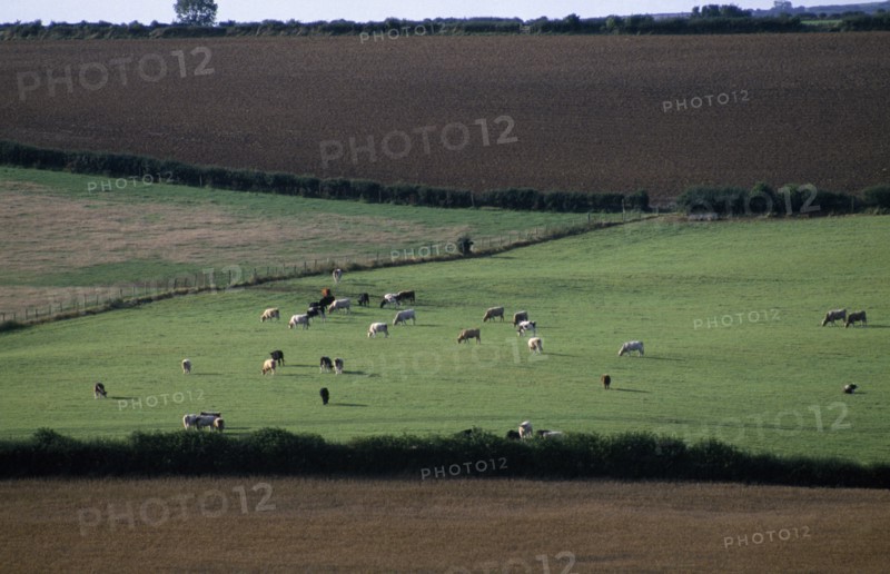 ENGLAND, Dorset, Agriculture, Agricultural landscape near Dorchester showing cattle grazing in pasture between ploughed fields.
